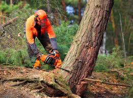 Professional Tree Services in Summerfield, MD